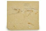 Fossil Fish and Shrimp Association - Hjoula, Lebanon #323745-1